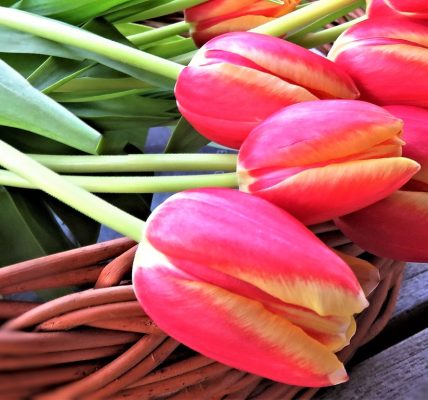 Jak wybrać najlepszą odżywkę do kwiatów ciętych - przewodnik dla miłośników florystyki